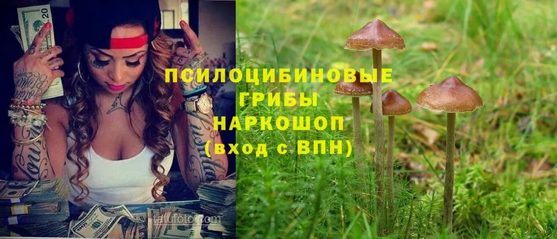 Галлюциногенные грибы Psilocybe  Верхняя Пышма 