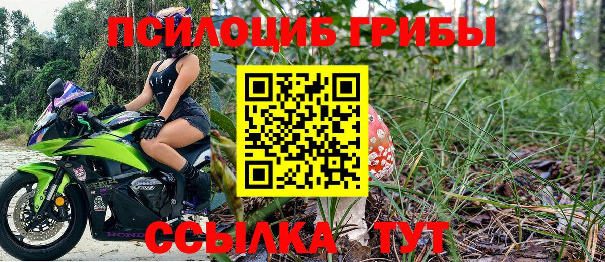 Псилоцибиновые грибы Psilocybe Верхняя Пышма